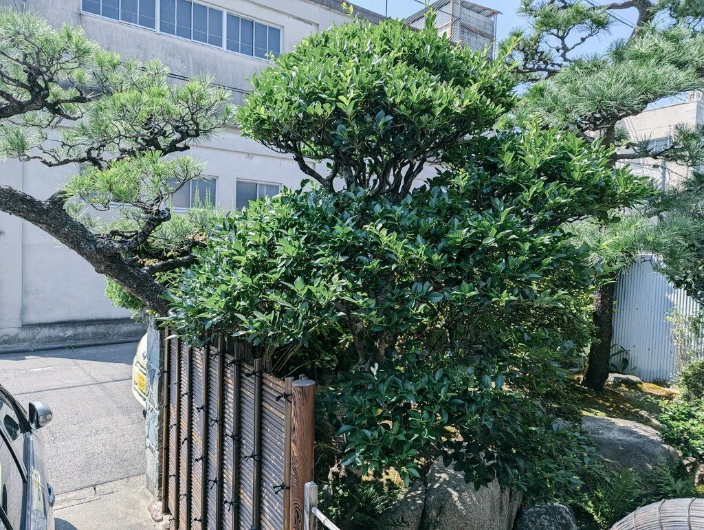 -qs3dal.jp