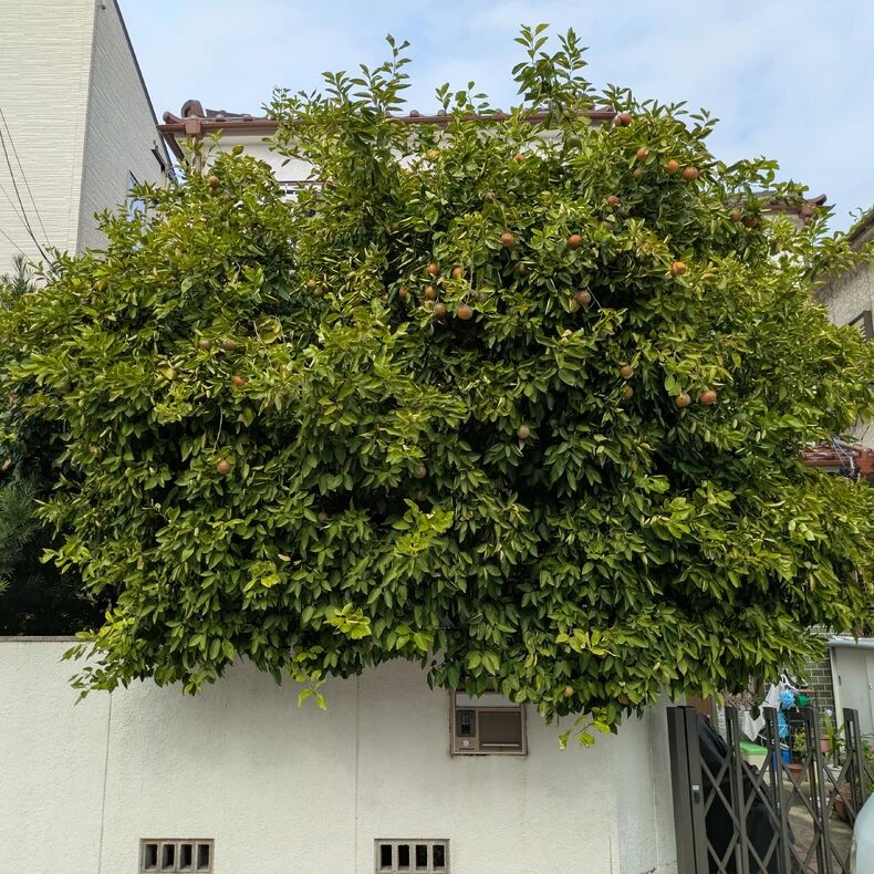 画像7961：庭木が伸びすぎた！自分で切る限界と業者に頼む境界線
